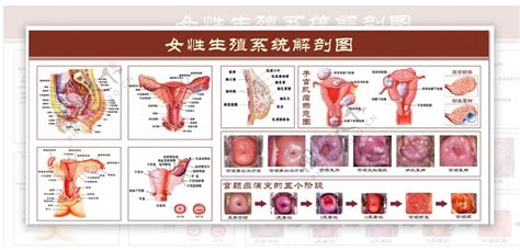 女人生殖器|女性生殖系统解剖图（建议收藏）